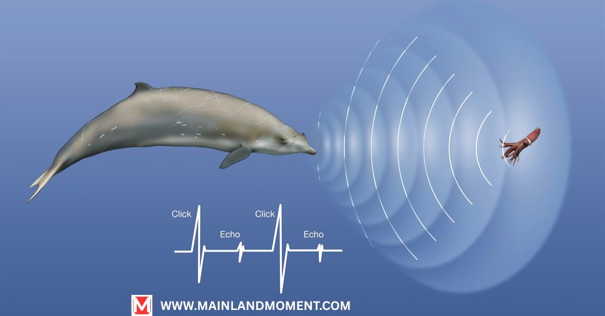 AI-Powered Dolphin Communication