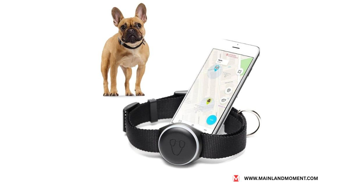dog gps tracker
