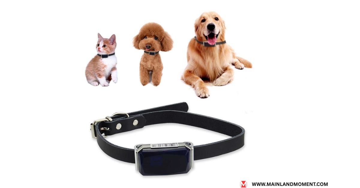 dog gps tracker